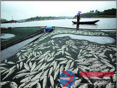 污水横流 下游水库120多网箱鲤鱼遭灭顶之灾