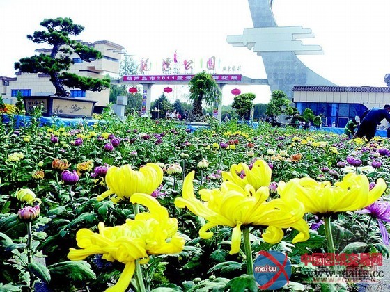 十一期间龙湾公园门前举办花展