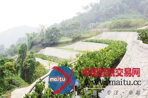 沙坪坝建人工生态湿地进行污水处理