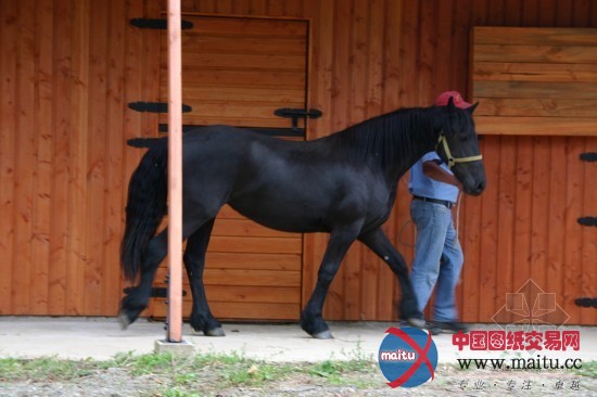 AATA Associate Architects 设计的智利马厩