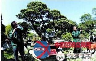 苏派盆景“双年展”国内首推