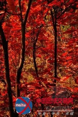 禹州西部山区的红叶景观