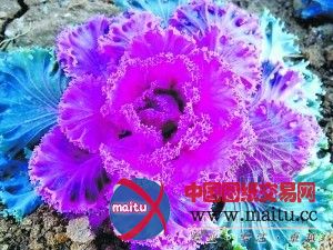 “羽衣甘蓝”为城市冬季绿化增色