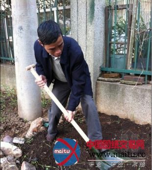 城管办对绿化带私有化行为进行了综合整治