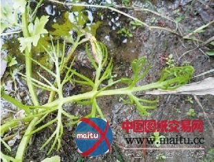 浙大发现10株国家重点保护野生植物水蕨