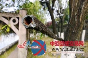 公园大批铜芯线被盗 景观灯成“摆设”