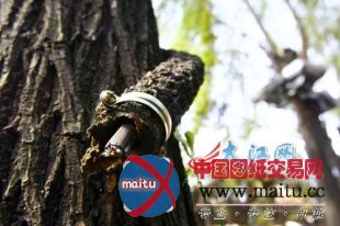 公园大批铜芯线被盗 景观灯成“摆设”