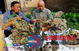 盆景爱好者的独特品味