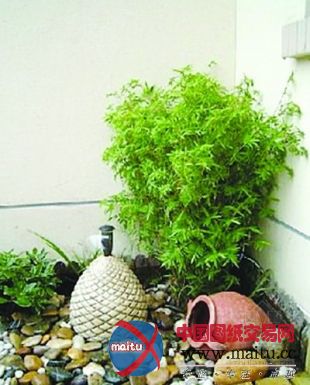 40多平米“扬州园林”引来央视聚焦