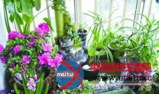 40多平米“扬州园林”引来央视聚焦