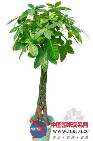 绿色植物家居风水布置