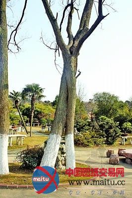 南京古林公园两棵“国槐”连理树