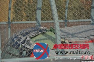 昆明地铁脱轨致1死1伤现场:司机室凹陷挡风玻璃全碎