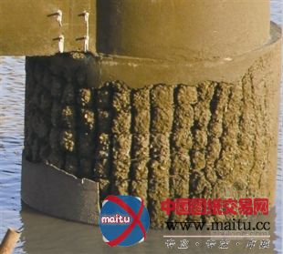 瓯江三桥为啥用了12年就要维修