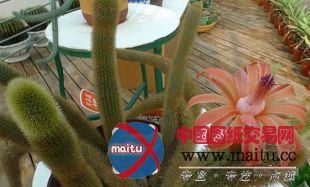 南京中山植物园举办“蛇植物”展