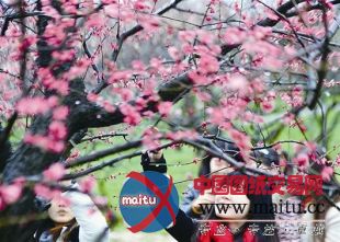 “武汉东湖梅花节”开幕 的士司机免费游梅园