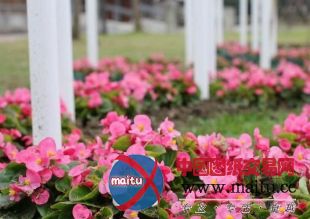 台湾交大艺术新亮点 现巨大瓜棚景观