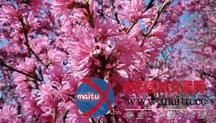 江苏蠡园桃花节本月28日开幕 推出世外桃花源景观