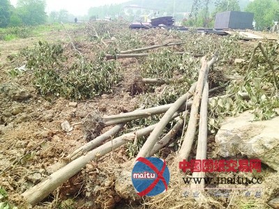 环境整治施工却砍了上百棵树