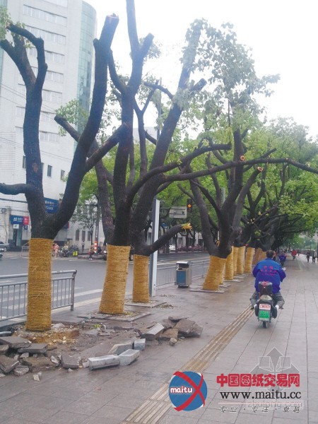 长春路19棵香樟为何被剃光头 为桥梁施工所需