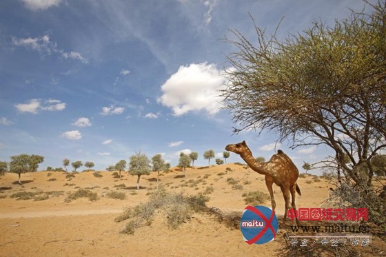 天衣无缝的沙漠度假享受 阿尔瓦迪悦榕庄