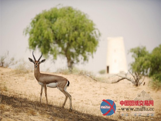 天衣无缝的沙漠度假享受 阿尔瓦迪悦榕庄
