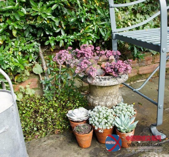 伦敦古玩家Will Fisher的花园