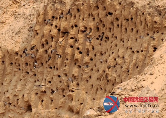 上万燕子工地筑巢 施工暂停待燕育雏