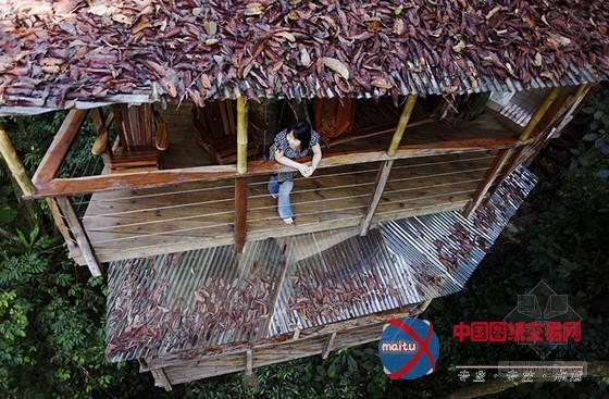 FincaBellavista设计的可持续树屋社区