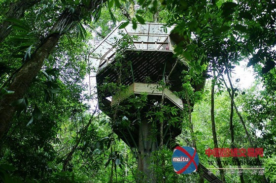 FincaBellavista设计的可持续树屋社区