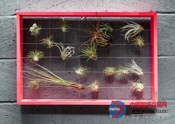 切尔西艺穗节上的Squint轻松花园