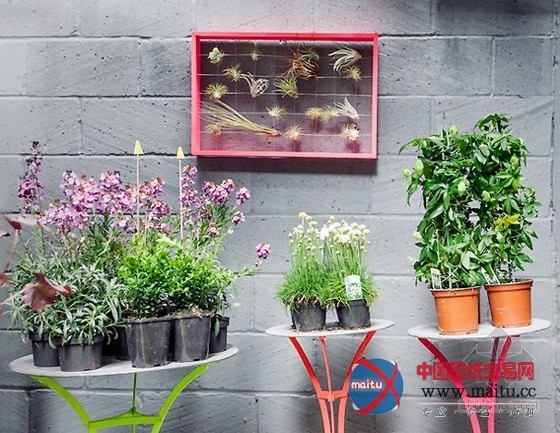 切尔西艺穗节上的Squint轻松花园