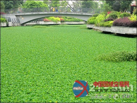 福州仓山金港河水浮莲泛滥 挖掘机助阵打捞