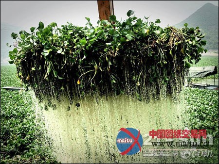 福州仓山金港河水浮莲泛滥 挖掘机助阵打捞