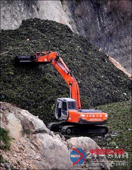 福州仓山金港河水浮莲泛滥 挖掘机助阵打捞