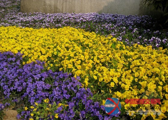 鲜花上街迎兰州国际马拉松 怎奈万余盆被盗