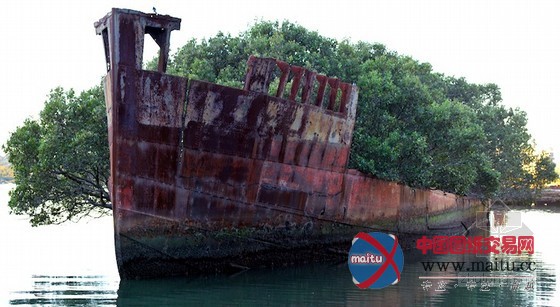 在沉没的煤船上重获新生的飘浮红树林