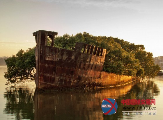 在沉没的煤船上重获新生的飘浮红树林