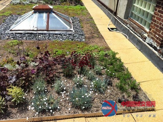 XeroFlor设计的美国新南布朗克斯绿色屋顶