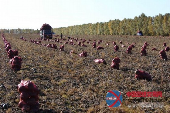 金股北大荒地租黑洞:86万公顷土地中34万“蒸发”