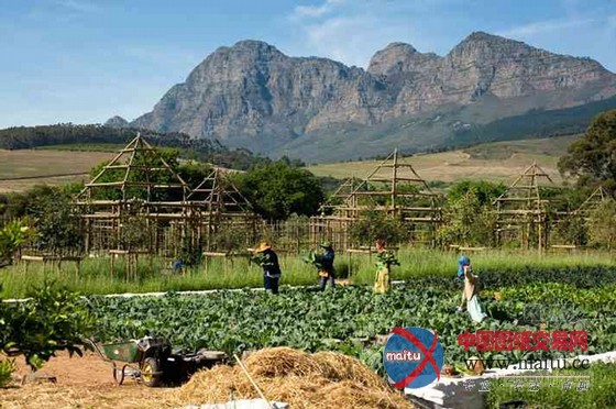 南非开普敦农场酒店的奇妙花园