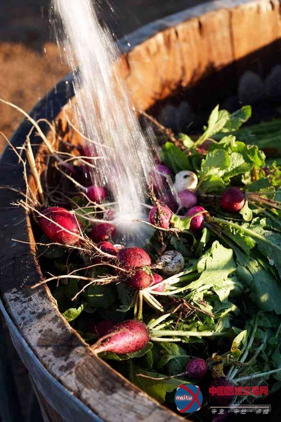 南非开普敦农场酒店的奇妙花园