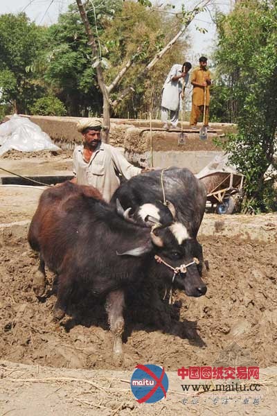 中国建筑师李晓东及其作品篱苑书屋获得2013年瑞典建筑实用奖