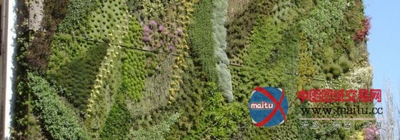 古巴比伦的空中花园垂直植生墙之旅