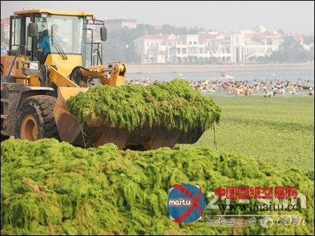 浒苔凶猛入侵青岛 装载机上阵除“凶”