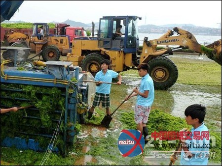浒苔凶猛入侵青岛 装载机上阵除“凶”