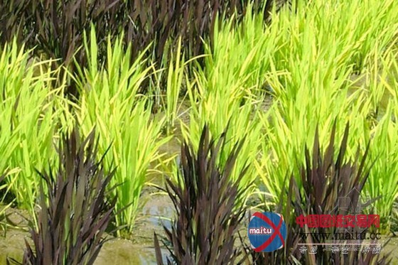 日本田舍馆村村民设计的巨型稻田插画艺术