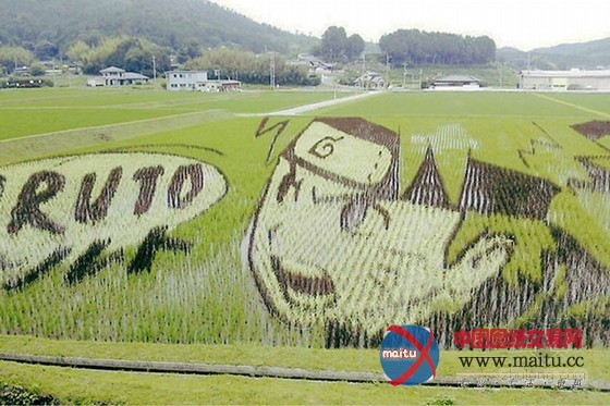 日本田舍馆村村民设计的巨型稻田插画艺术