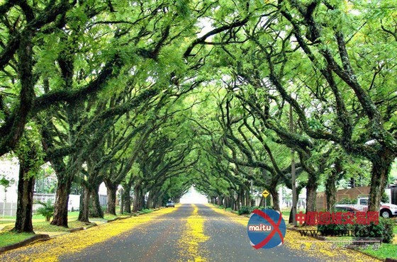 世界上最美的街道----巴西阿雷格里港大街