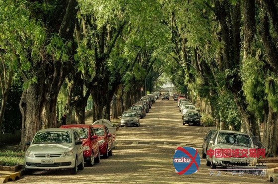 世界上最美的街道----巴西阿雷格里港大街
